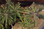 کالانکوئه دایگریمونتیا